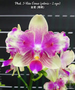 Load image into Gallery viewer, Phalaenopsis I-Hsin Venus (peloric - 2 eyes)