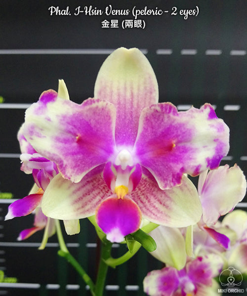 Phalaenopsis I-Hsin Venus (peloric - 2 eyes)