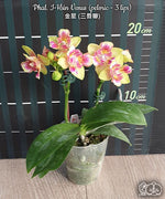 Carica l&#39;immagine nel visualizzatore Galleria, Phalaenopsis I-Hsin Venus (peloric - 3 lips)
