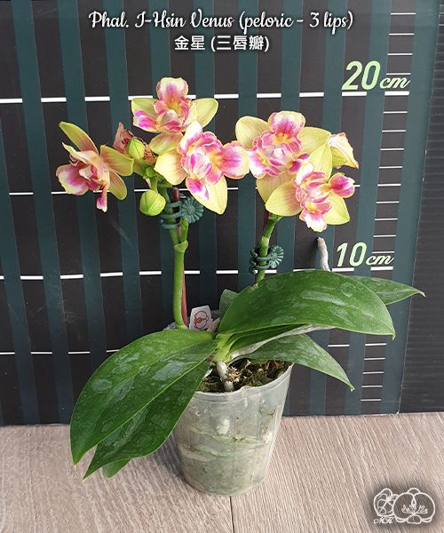 Phalaenopsis I-Hsin Venus (peloric - 3 lips)