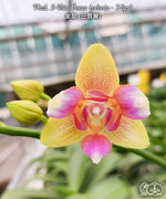 Carica l&#39;immagine nel visualizzatore Galleria, Phalaenopsis I-Hsin Venus (peloric - 3 lips)

