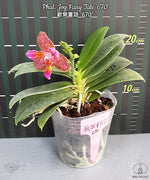 Load image into Gallery viewer, Phalaenopsis Joy Fairy Tale '670' (Phal. Ho's Princess Arai × Phal. Coral Isles)