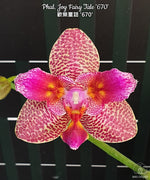 Load image into Gallery viewer, Phalaenopsis Joy Fairy Tale '670' (Phal. Ho's Princess Arai × Phal. Coral Isles)