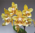 Carica l'immagine nel visualizzatore Galleria, Phalaenopsis KS Balm 'Yellow Chocolate' (peloric - 2 eyes)