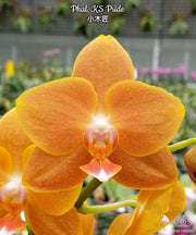 Phalaenopsis KS Pride 'Golden Diamond'