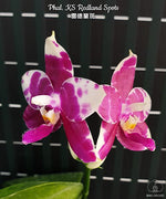 Carica l'immagine nel visualizzatore Galleria, Phalaenopsis KS Redland Spots