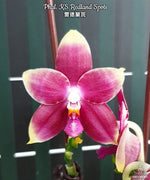 Carica l'immagine nel visualizzatore Galleria, Phalaenopsis KS Redland Spots