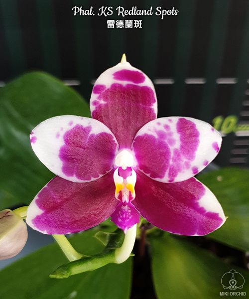 Phalaenopsis KS Redland Spots