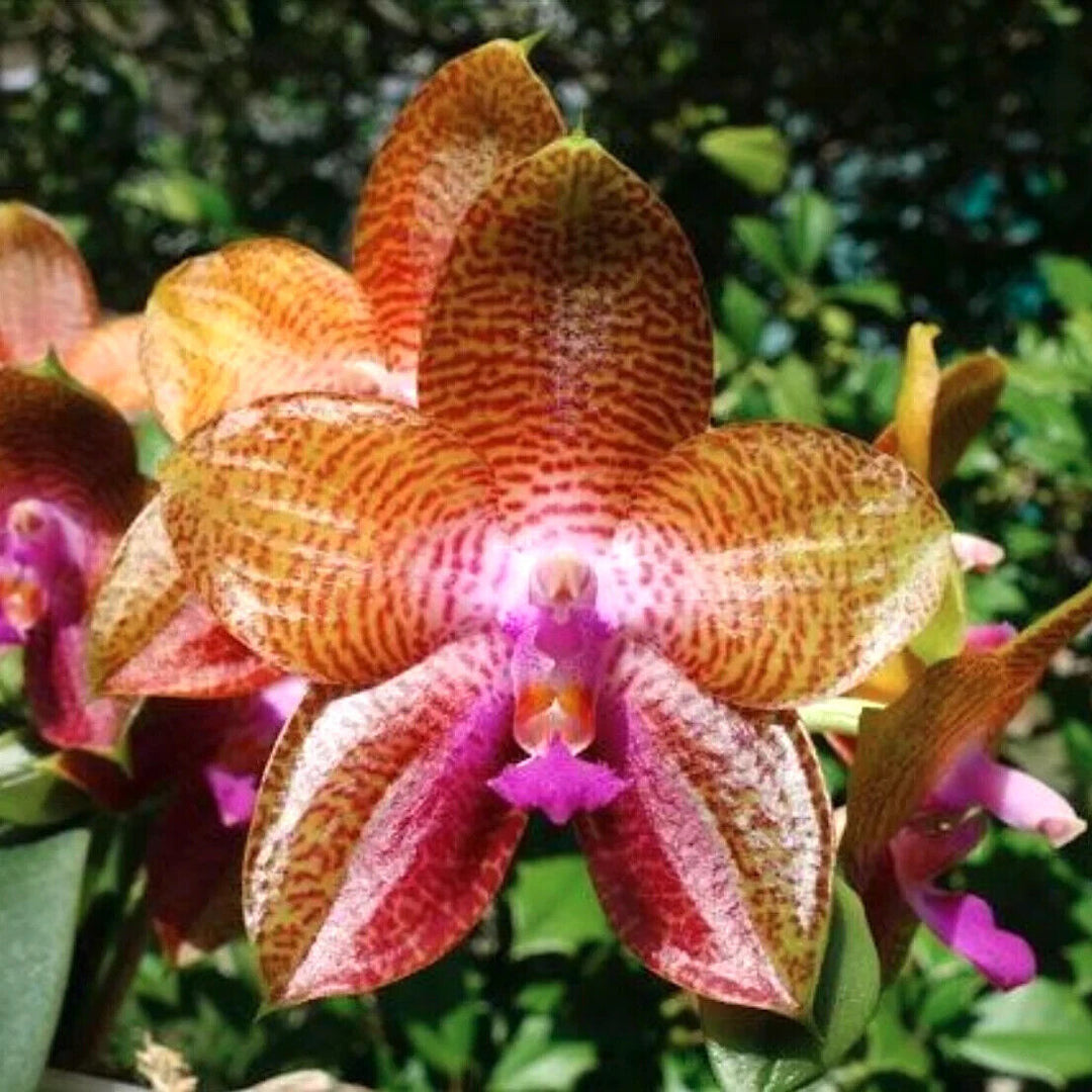 Phalaenopsis LD Giga King '801'