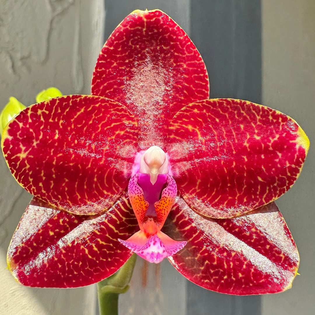 Phalaenopsis LD Sun Dragon