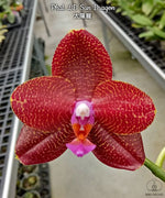 Carica l'immagine nel visualizzatore Galleria, Phalaenopsis LD Sun Dragon