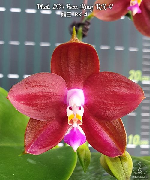 Phalaenopsis LD's Bear King 'RK-4' (Phal. Hannover Passion x Phal. Dragon Tree Eagle)