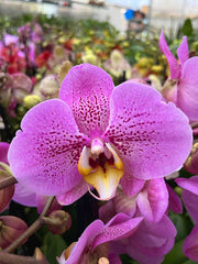Phalaenopsis La Bohème