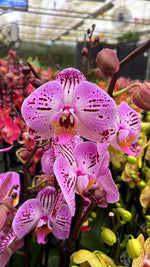 Carica l'immagine nel visualizzatore Galleria, Phalaenopsis La Bohème