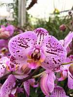 Carica l'immagine nel visualizzatore Galleria, Phalaenopsis La Bohème
