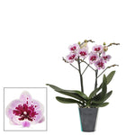 Load image into Gallery viewer, Phalaenopsis Lioulin Hot Lip - Big Lip