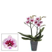 Phalaenopsis Lioulin Hot Lip - Big Lip