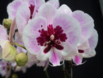 Load image into Gallery viewer, Phalaenopsis Lioulin Hot Lip - Big Lip