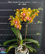 Phalaenopsis Lioulin Orange (peloric - 2 eyes)