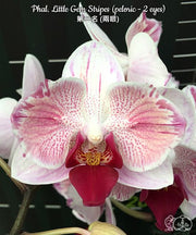 Phalaenopsis Little Gem Stripes (peloric - 2 eyes)