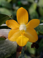 Load image into Gallery viewer, Phalaenopsis Liu's Gold Coin