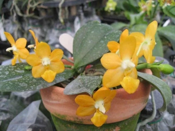 Phalaenopsis Liu's Gold Coin