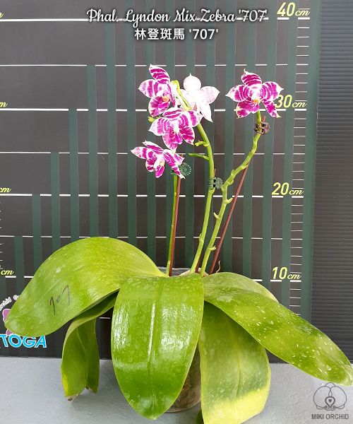 Phalaenopsis Lyndon Mix Zebra '707'
