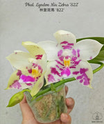 Carica l'immagine nel visualizzatore Galleria, Phalaenopsis Lyndon Mix Zebra '822'