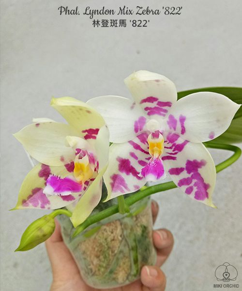 Phalaenopsis Lyndon Mix Zebra '822'