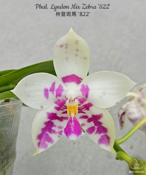Phalaenopsis Lyndon Mix Zebra '822'