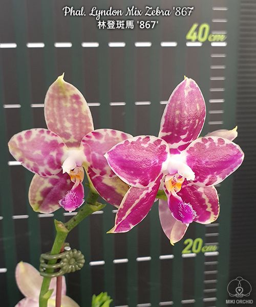 Phalaenopsis Lyndon Mix Zebra '867'