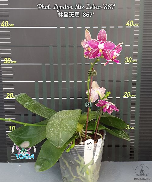 Phalaenopsis Lyndon Mix Zebra '867'