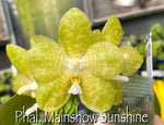 Carica l'immagine nel visualizzatore Galleria, Phalaenopsis Mainshow Sunshine (Lyndon Ever Emerald x gigantea alba MS #3) Mainshow