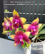 Load image into Gallery viewer, Phalaenopsis Meidarland Kaiulani '700'