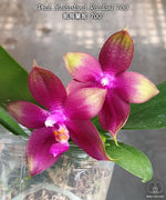 Load image into Gallery viewer, Phalaenopsis Meidarland Kaiulani '700'