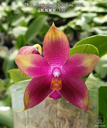 Load image into Gallery viewer, Phalaenopsis Meidarland Kaiulani '700'