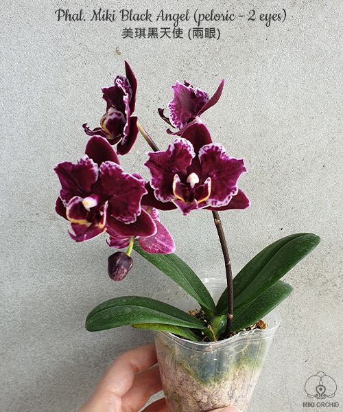 Phalaenopsis Miki Black Angel (peloric - 2 eyes)