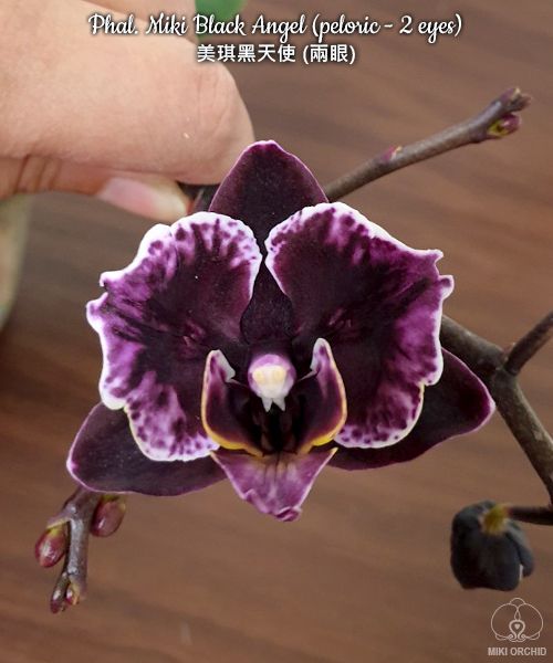 Phalaenopsis Miki Black Angel (peloric - 2 eyes)