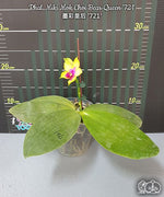 Carica l'immagine nel visualizzatore Galleria, Phalaenopsis Miki Mok Choi Bear Queen '721'