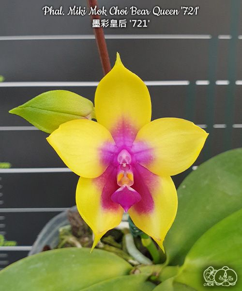 Phalaenopsis Miki Mok Choi Bear Queen '721'