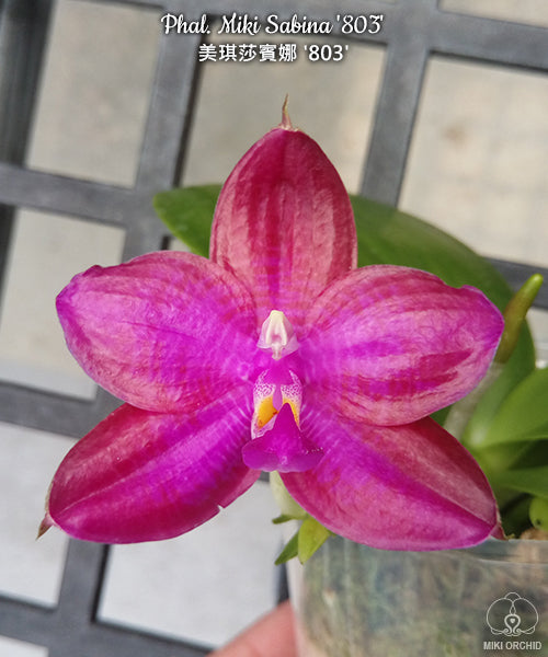 Phalaenopsis Miki Sabina '803' (Dragon Tree Eagle × Yaphon Sir)