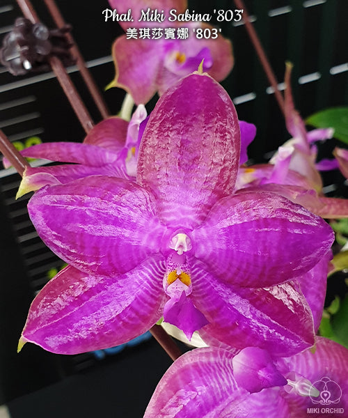 Phalaenopsis Miki Sabina '803' (Dragon Tree Eagle × Yaphon Sir)