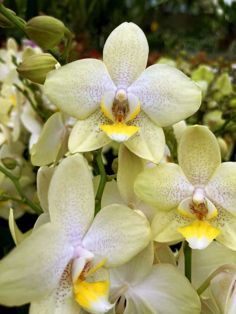 Phalaenopsis Moonlight Drive