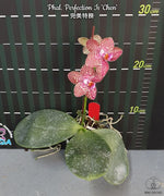 Carica l'immagine nel visualizzatore Galleria, Phalaenopsis Perfection Is 'Chen'