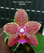 Carica l'immagine nel visualizzatore Galleria, Phalaenopsis Perfection Is 'Chen'