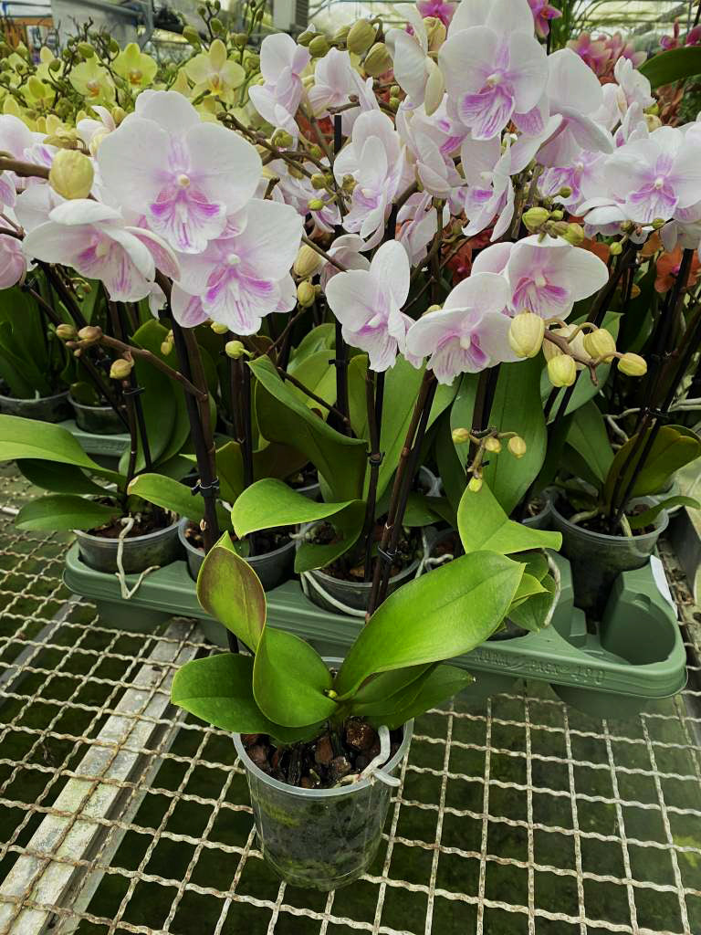 Phalaenopsis Pink Bubble - Big Lip