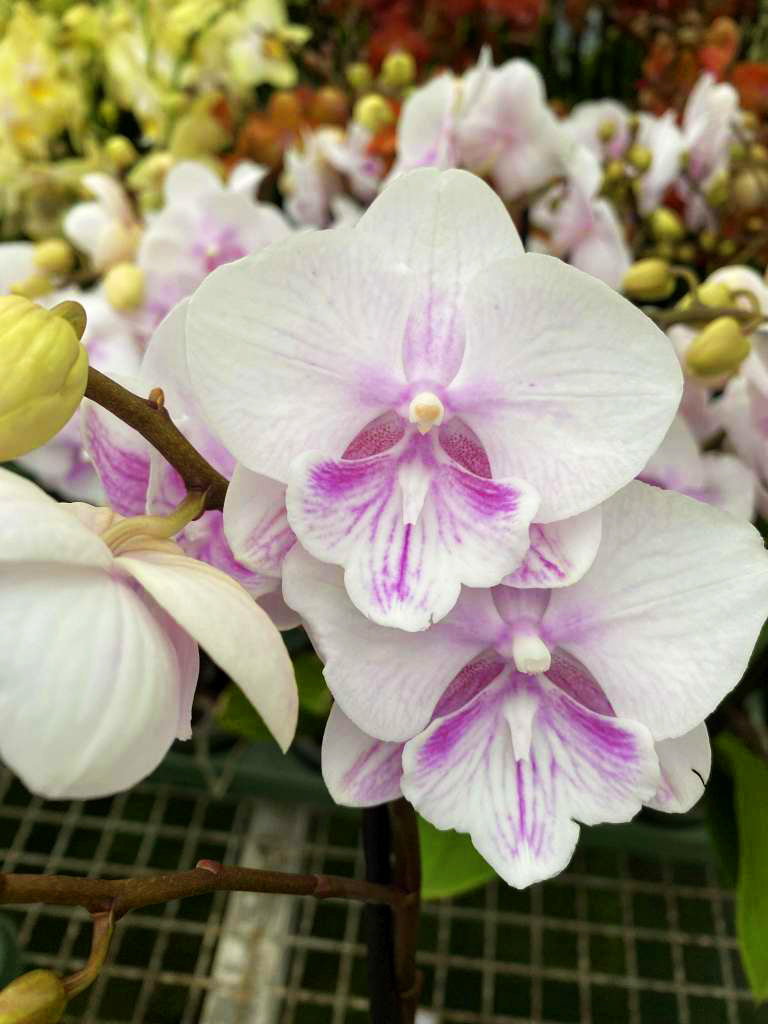 Phalaenopsis Pink Bubble - Big Lip