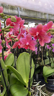 Phalaenopsis Pink Peacock
