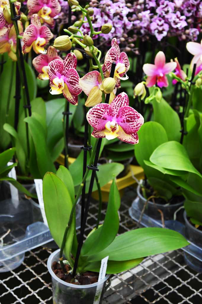 Phalaenopsis Pinyf