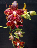 Load image into Gallery viewer, Phalaenopsis Pylo's Mosaic Mainshow